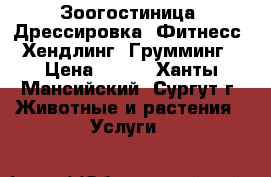Зоогостиница, Дрессировка, Фитнесс, Хендлинг, Грумминг › Цена ­ 500 - Ханты-Мансийский, Сургут г. Животные и растения » Услуги   